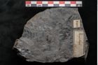 Foto (Detailansicht) von Asplenium hochstetteri Unger (NHMW-GEO-2024-0188-10302)